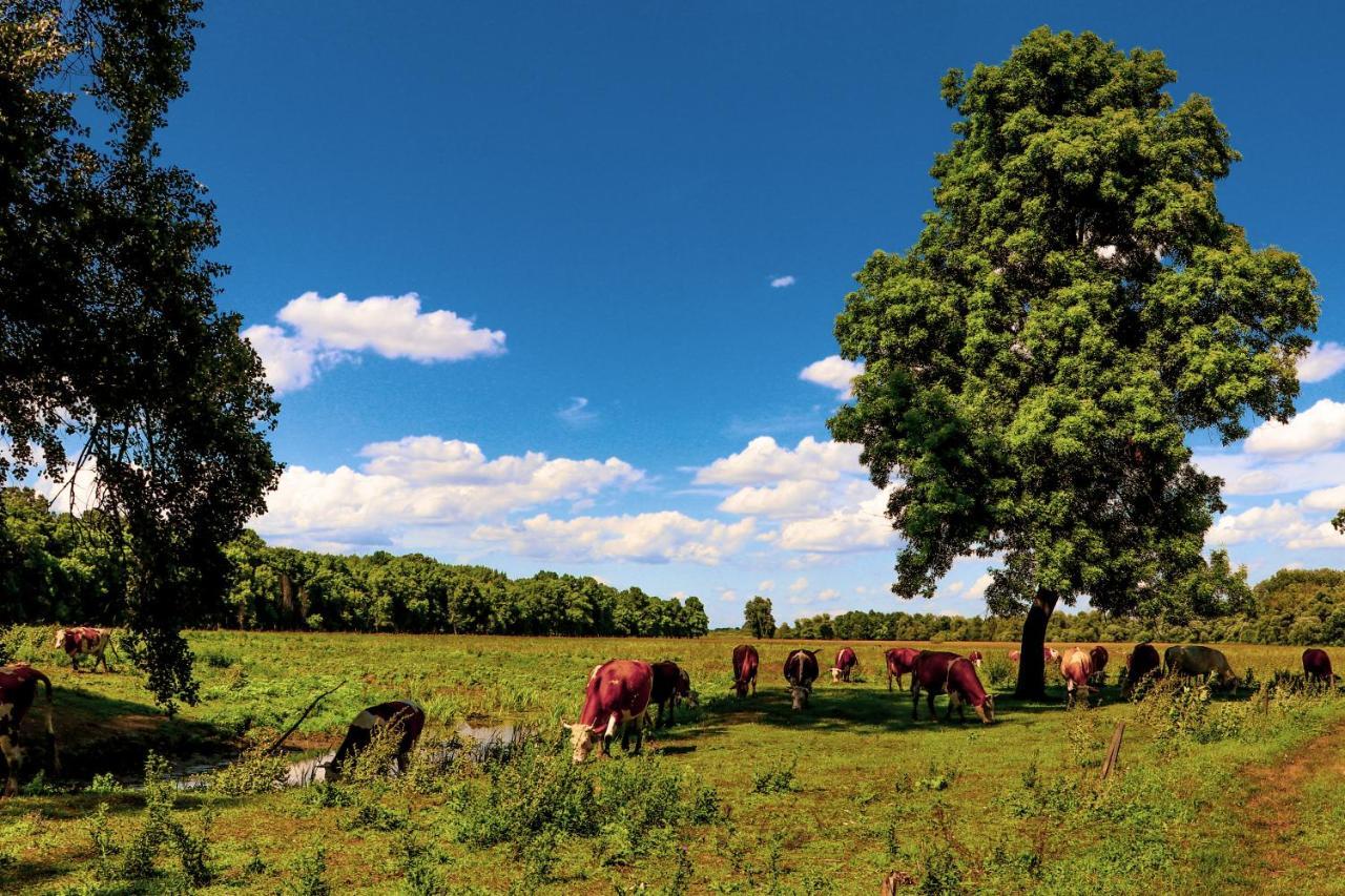 Zmaj Ognjeni Etno Concept Kupinovo Exterior foto